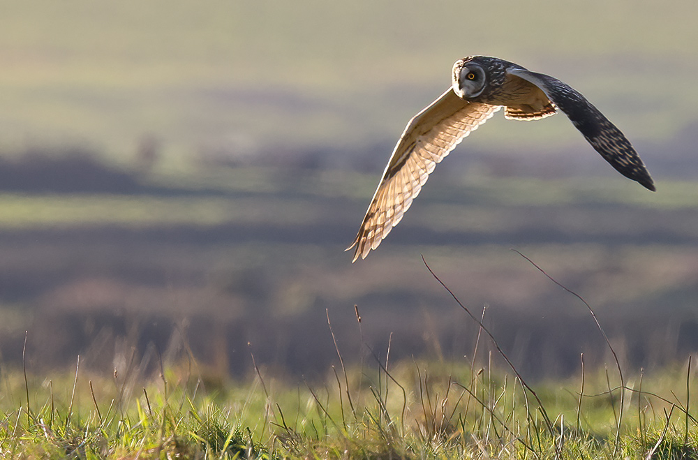 Short-eared owl
